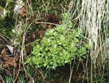 Rheinischer Steinbrech